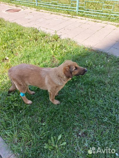 Щенок в добрые руки