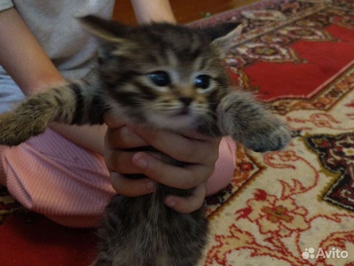 Отдам бесплатно кошку