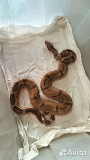 Императорский удав