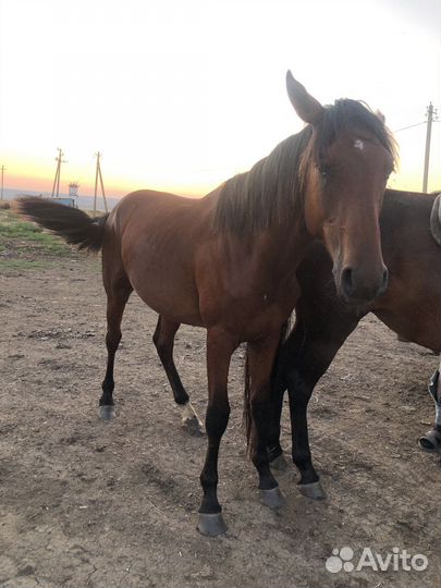 Полукровный жеребец