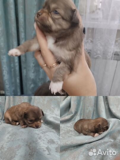 Щенки чихуахуа
