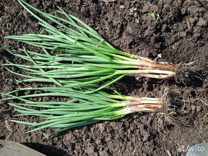 Полезная зелень