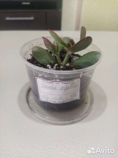 Денежное дерево толстянка крассула