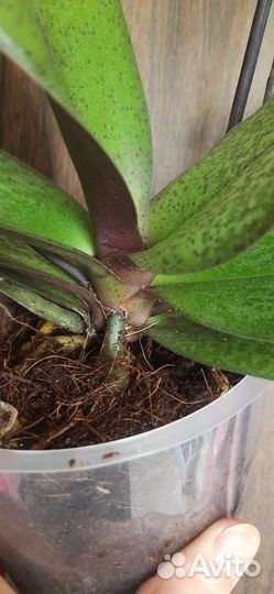 Орхидея фаленопсис Парфюмерная фабрика Scention