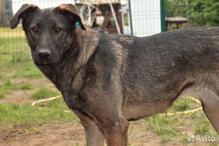 Собака, мирная Мира