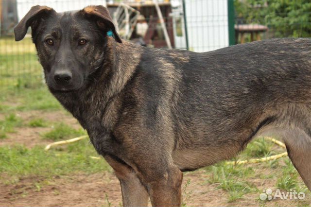 Собака, мирная Мира