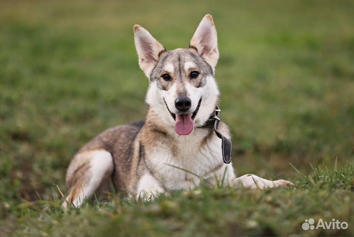Метис лайки в дар в добрые руки