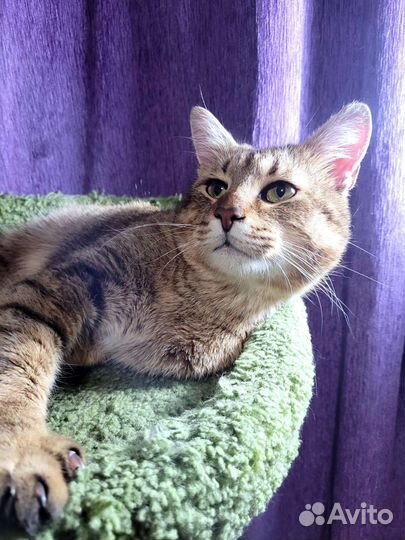 Разговорчивый красавец кот