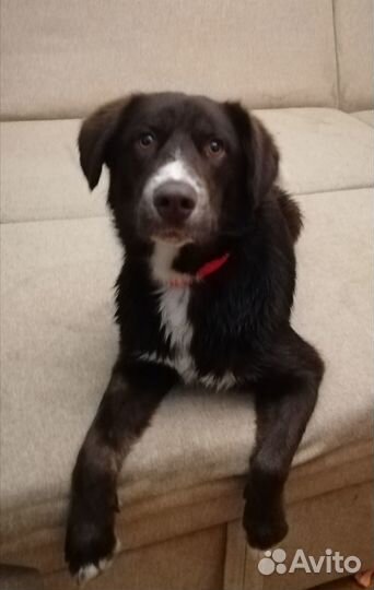 Замечательный пёс