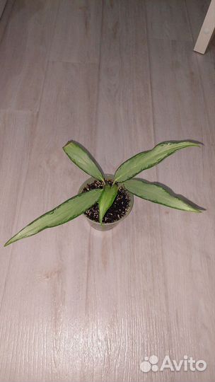 Аглаонема Вайт Ленс