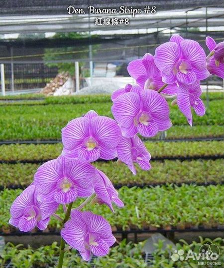 Дендробиум фаленопсис.Dendrobium Burana Stripe