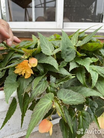 Бегония белекония