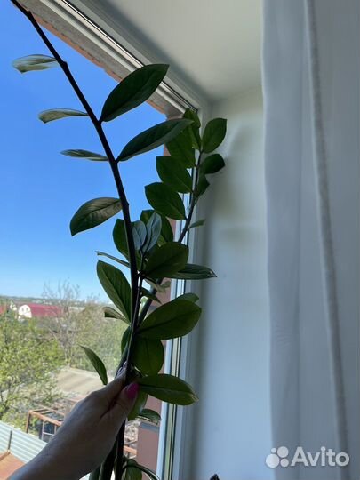 Замиокулькас