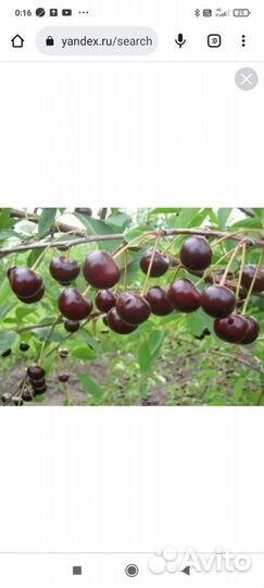 Саженцы Сливы Ренклод, Вишни Владимирской, Ежевики