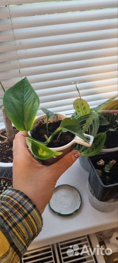 Сциндапсус пестролистый плющ