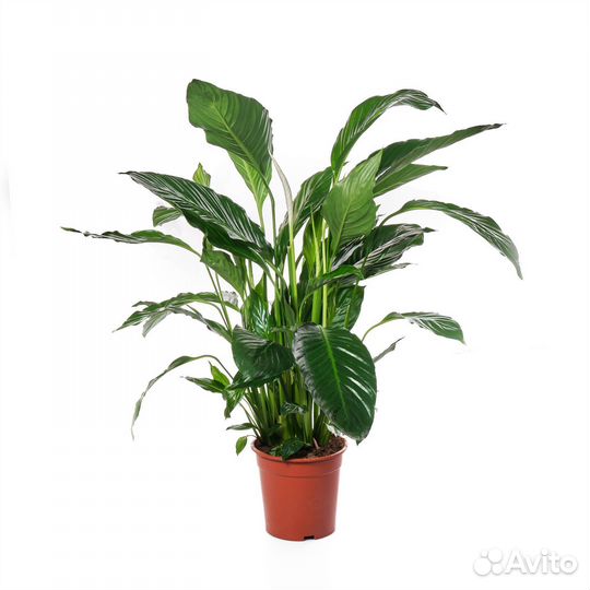 Комнатные растения для дома