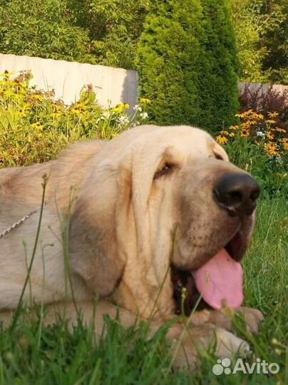 Щенок испанского мастифа