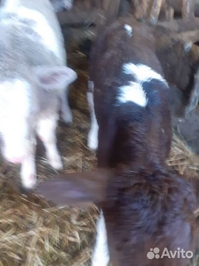 Телята телочки