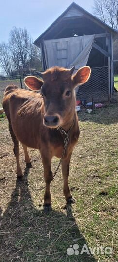 Джерсийская телочка