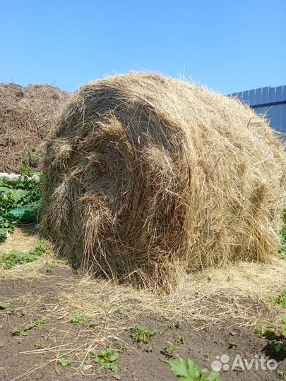 Продам луговое сено в рулонах