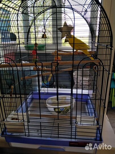 Клетка и попугай