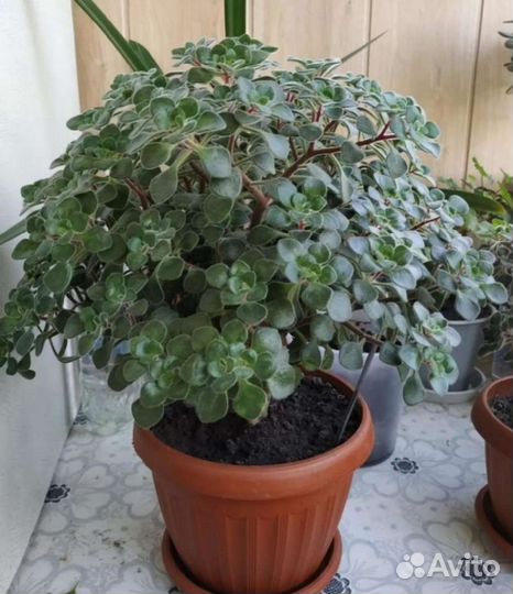 Аихризон дерево любви и счастья