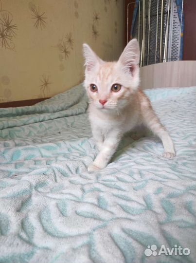 Котенок ищет дом