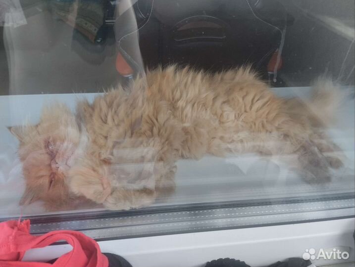 Картина вышитая крестом ручная работа Алиса