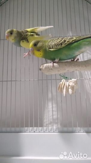 Волнистые попугаи