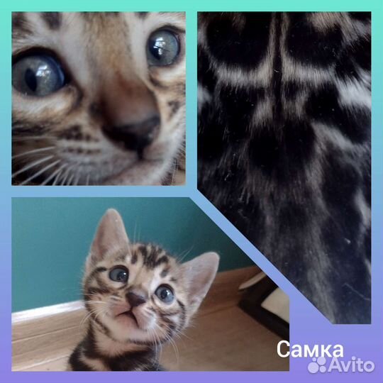 Бенгальские котята