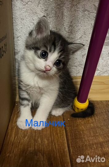 Кошка в дар бесплатно