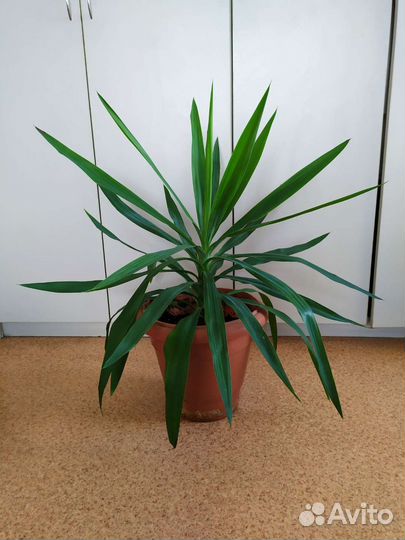 Комнатные цветы юкка пальма