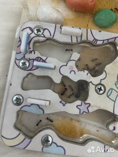 Муравьиная ферма формикарий