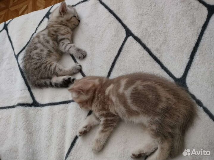 Продам шотландских котят