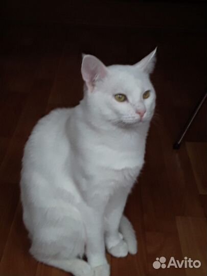 Белый котенок Турецкий ван