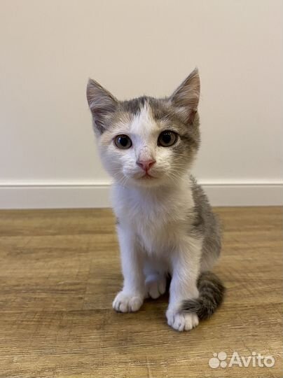 Трехцветный котенок
