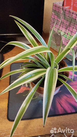 Хлорофитум лаксум,неприхотливое зелёное растение