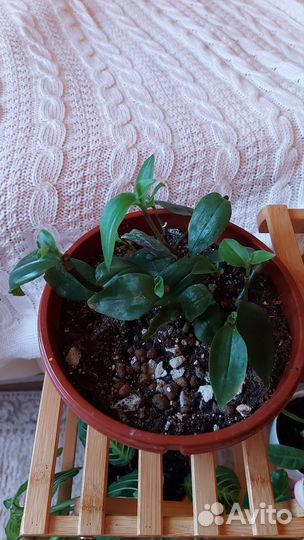 Традесканция застенчивая невеста