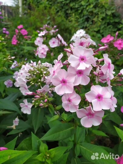 Семена флокса метельчатого