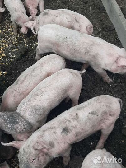 Поросята См-1 и хряк Дюрок на племя