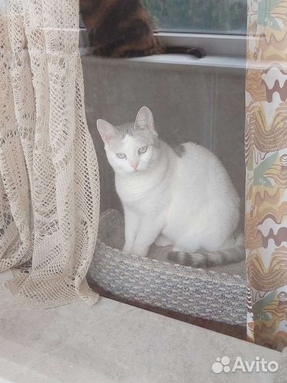 Красавица Молли ждёт вас