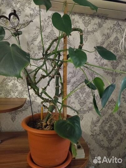 Большой комнатный цветок