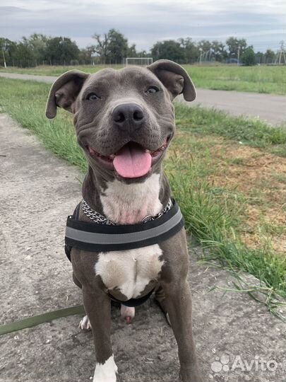 Американский питбультерьер вязка