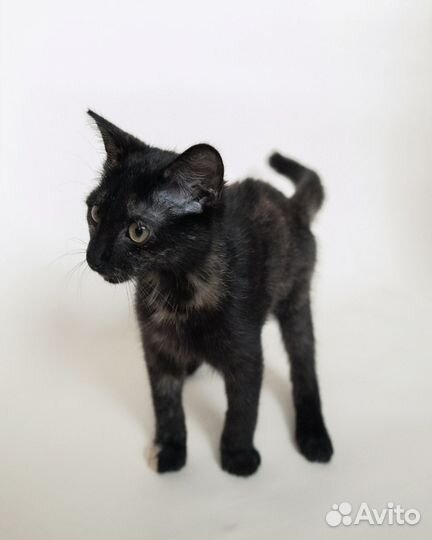 Котенок девочка