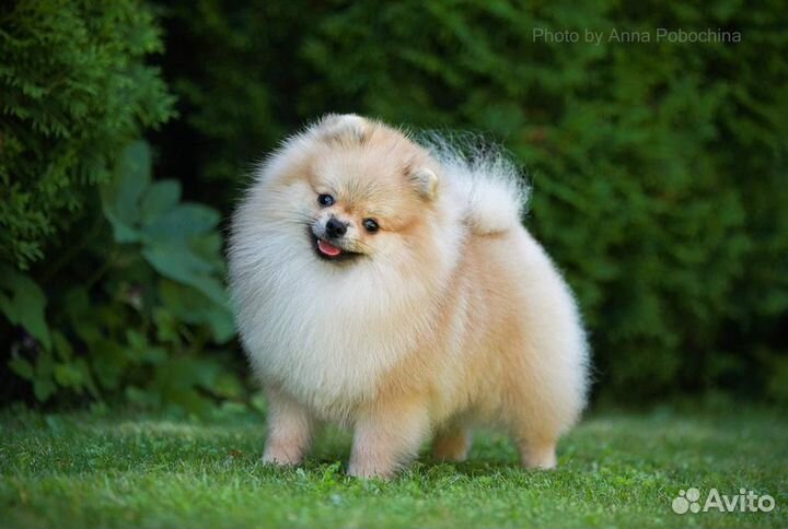 Кобель шпиц на вязку