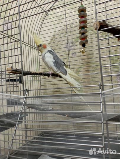 Попугай корелла с клеткой