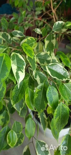 Фикус росток