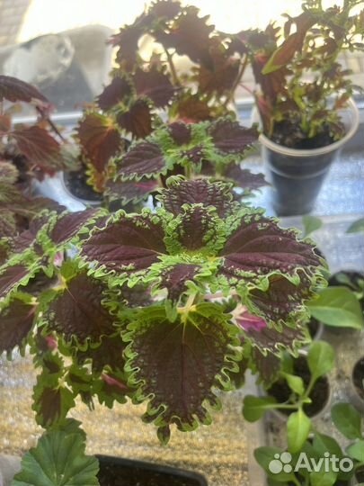 Цветы садовые