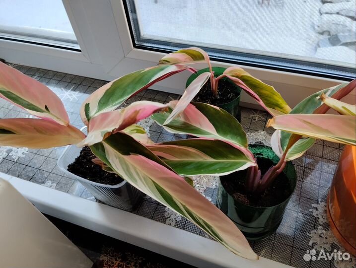 Комнатные растения