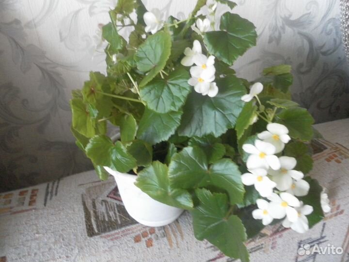 Черенки фуксии и других комнатных растений